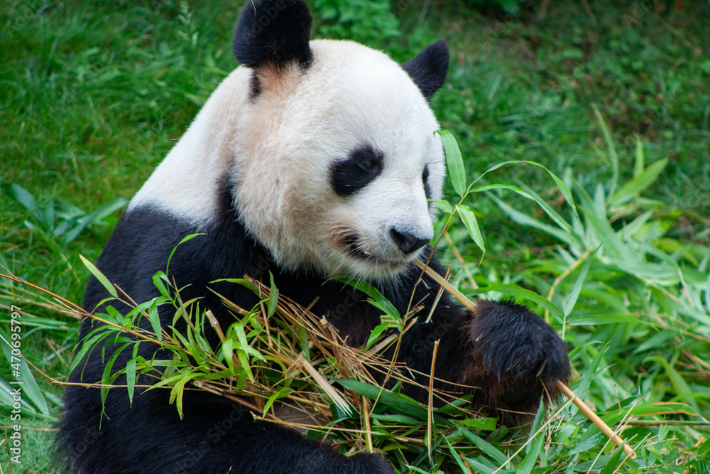 Obraz premium Bakhchi Zahèr Zoo Beauval