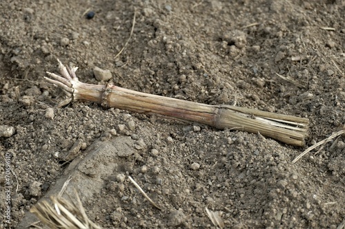 Übrig gebliebener Stängel einer Maispflanze auf dem Boden