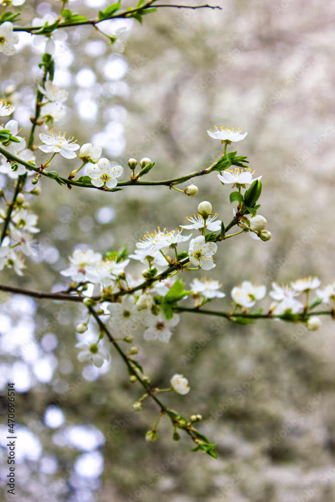 Macro photo: a tree blooming in spring. White cherry flowers. Macro photo: a tree blooming in spring. White cherry flowers.