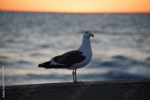 seagull on the pier with a California sunset