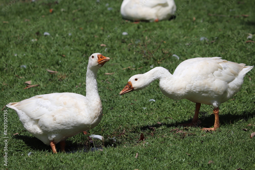 duck in grass - swimming duck - duck and chick duck in grass - swimming duck - duck and chick