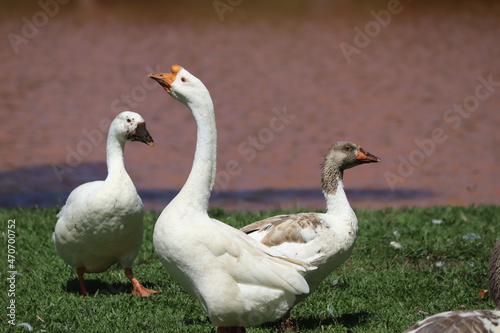 duck in grass - swimming duck - duck and chick © Atilio