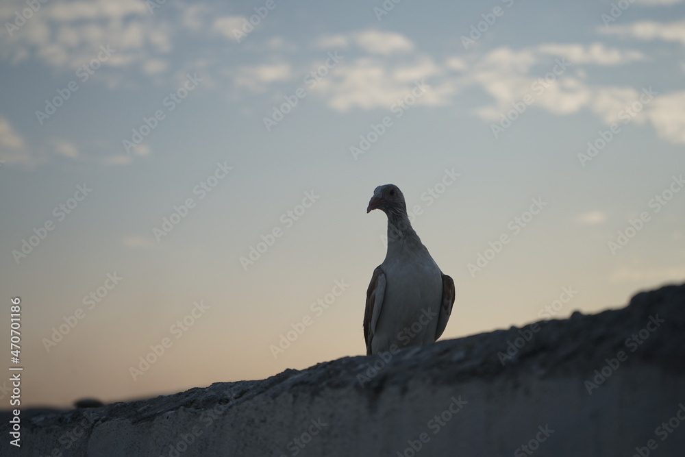 Fototapeta premium bird on a rock