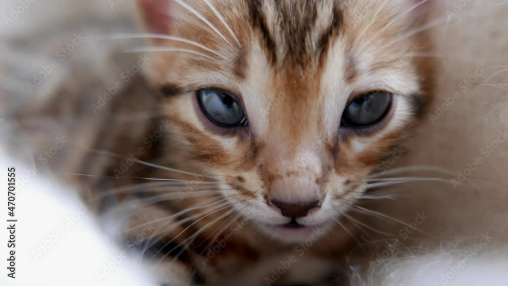 Portrait of a beautiful bengal kitten on a white blanket Portrait of a beautiful bengal kitten on a white blanket