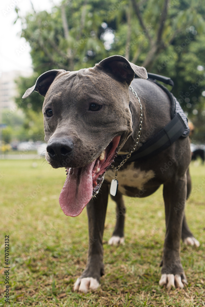 Pit bull dog playing and having fun in the park. Selective focus