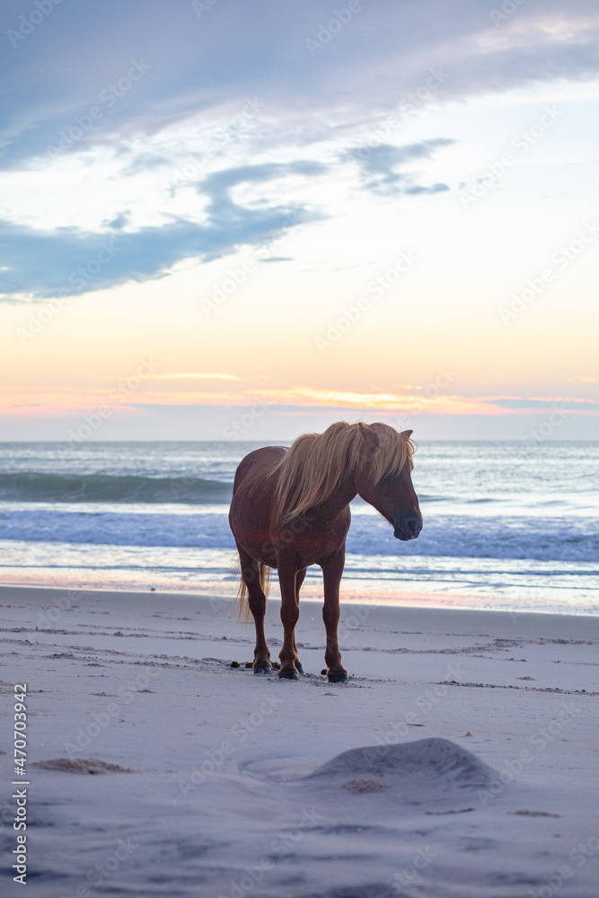 Beach Horse Beach Horse