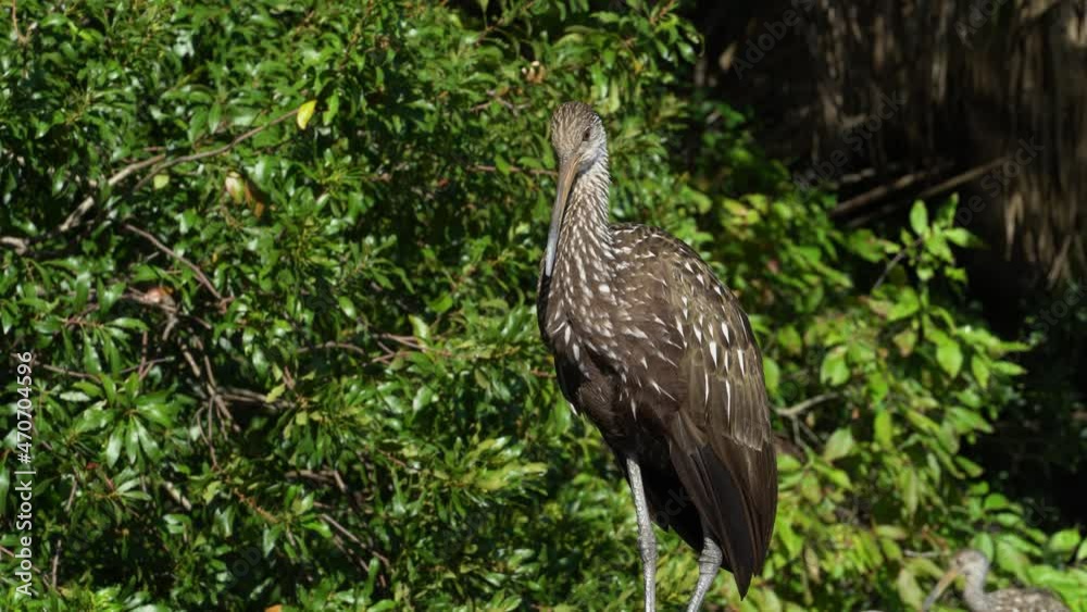 Florida Limpkin brown with white spots water bird making clicking bird call; tropical nature reserve, sunny, late afternoon--medium close Florida Limpkin brown with white spots water bird making clicking bird call; tropical nature reserve, sunny, late afternoon--medium close