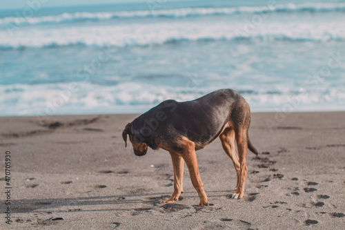 Perro explorando playa de arena negra en un atardecer.  photo