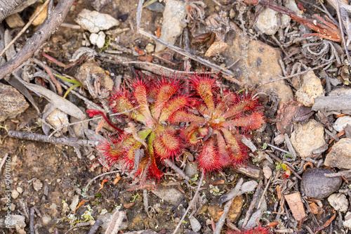 Two Rosettes of a Sundew species (Drosera), a carnivorous plant, seen in natural habitat close to Mossel Bay in the Western Cape of South Africa photo