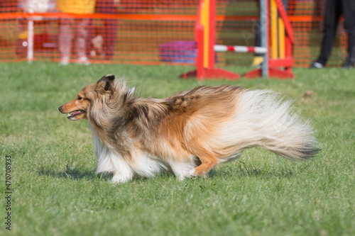 Fast and crazy sable and white shetland sheepdog running agility course on outside competition during sunny summer time.Smart, working and obedient little lassie, small collie dog doing agility tunnel