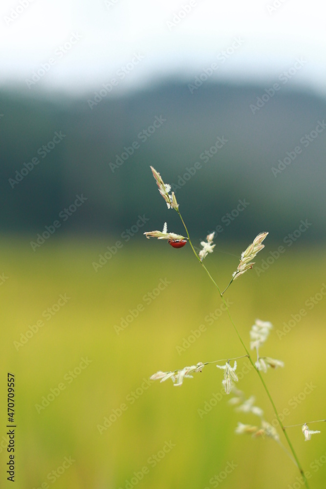 Fototapeta premium helicopter in flight