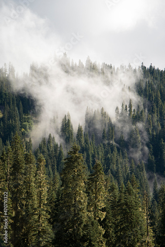 A thick cloud of fog rolls through the evergreen forest of Mount Rainier National Park, Washington. A moody foggy portrait landscape of alpine trees on a mountain.