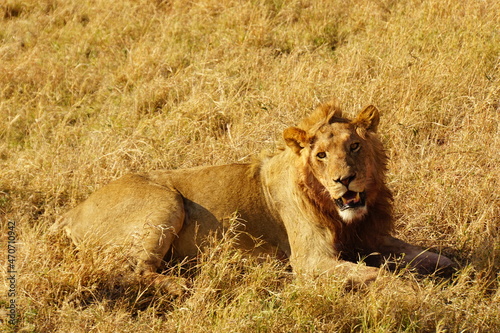 ein grinsender junger Löwe nach seiner Mahlzeit in der Serengeti