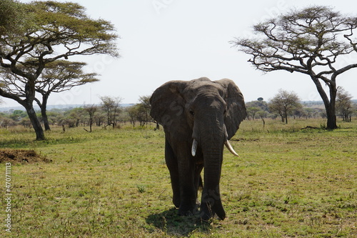 ein gem  tlicher Dickh  uter aufgenommen in der Serengeti