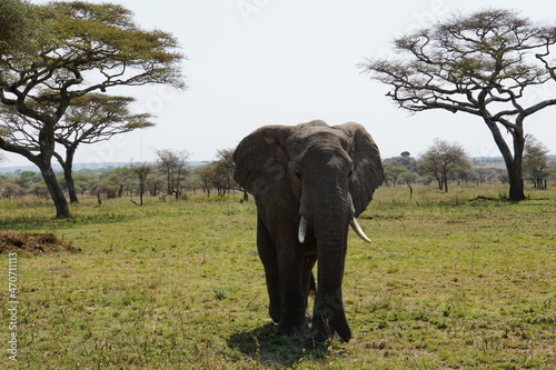 ein gemütlicher Dickhäuter aufgenommen in der Serengeti
