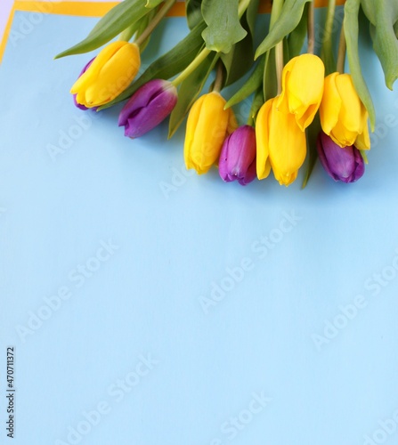 Yellow and purple tulips on a light blue background. Spring flower arrangement. Background for a greeting card.