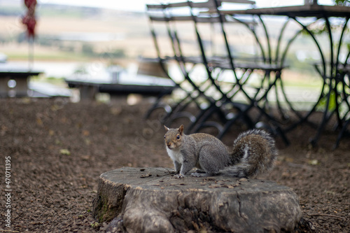 Squirrel