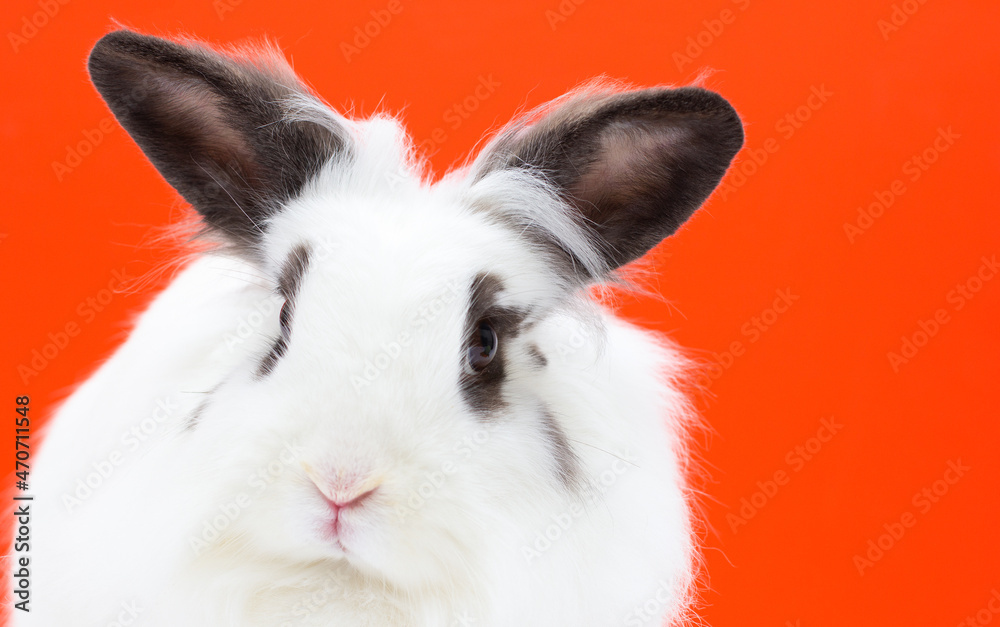 black and white rabbit on a red background