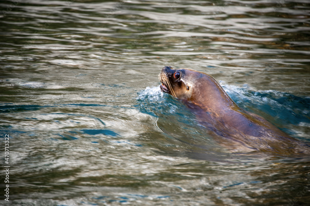 Obraz premium Otter swimming and playing in the water