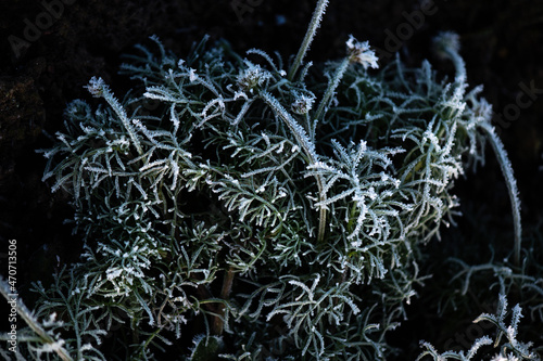 The first autumn frosts in the garden. Plants are frozen with morning frost.