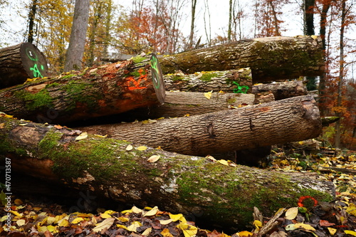 woodpiles in the forest