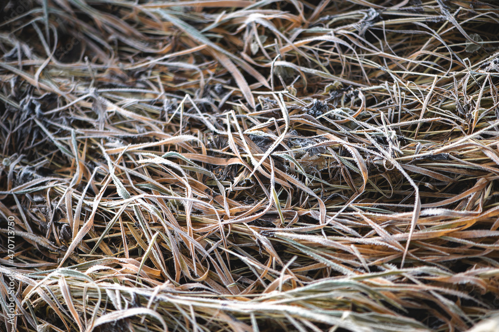Top view of long stalks of grass covered with white frost. Top view of long stalks of grass covered with white frost.