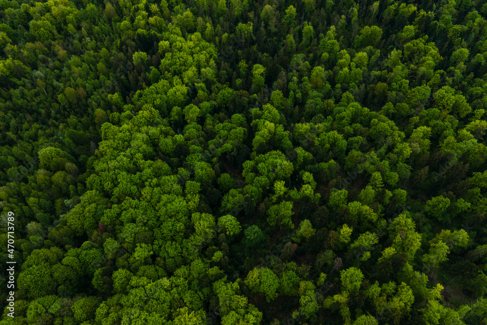 Aerial view of dark mixed pine and lush forest with green trees canopies.