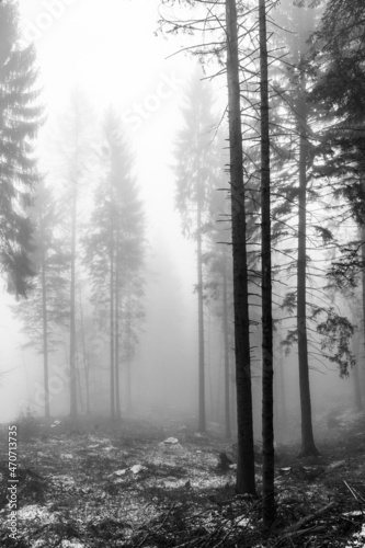 nebbia mattutina nel bosco