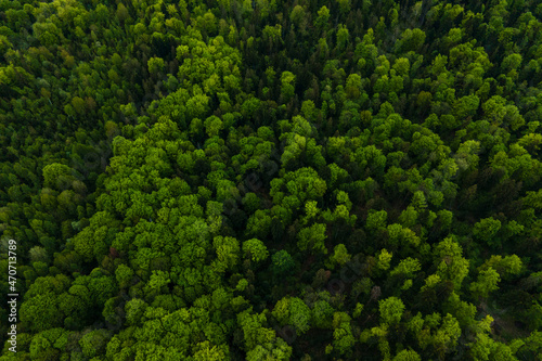 Aerial view of dark mixed pine and lush forest with green trees canopies. © bilanol