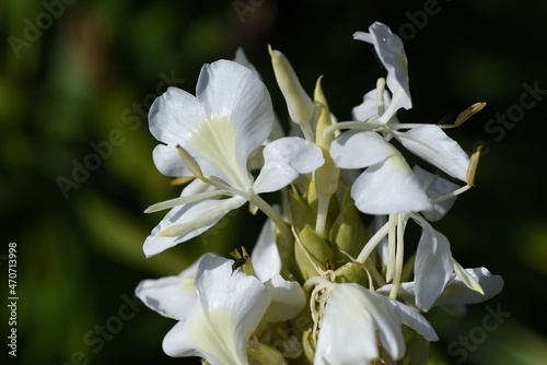 White ginger lily fruits and flowers. Zingiberaceae evergreen perennial plants. The white flowers with a nice scent bloom from summer to autumn. 