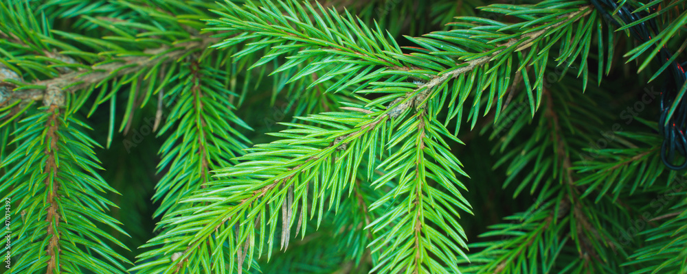 green branches of a christmas tree, close up green branches of a christmas tree, close up
