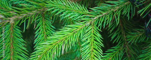 green branches of a christmas tree, close up