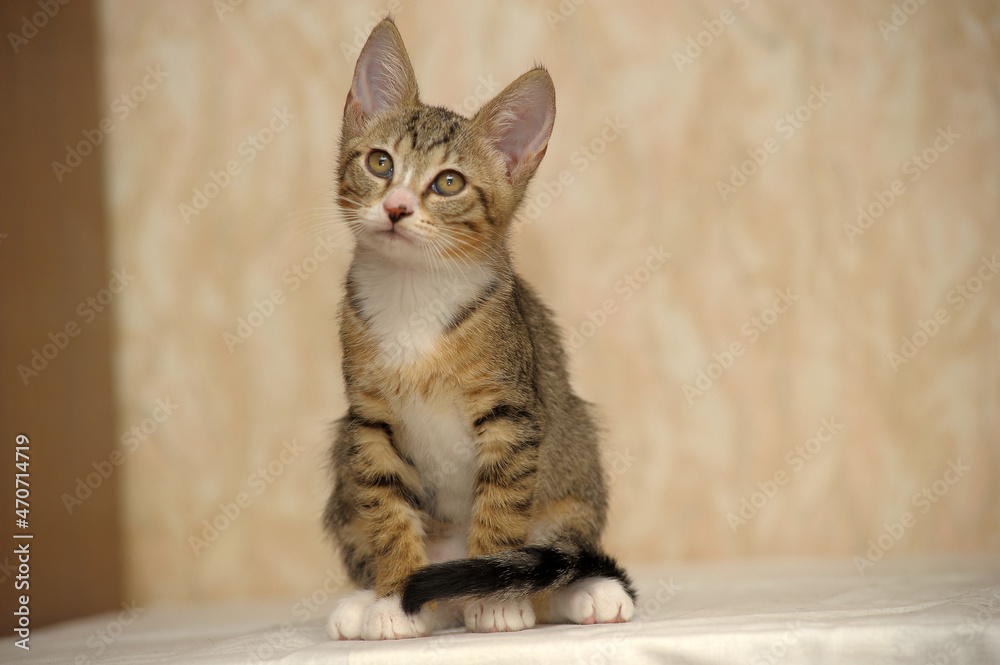 tabby and white young European Shorthair kitten