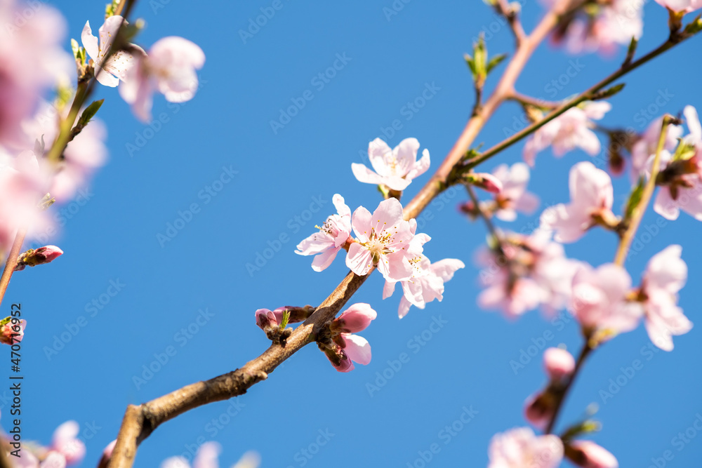 Fruit tree twigs with blooming white and pink petal flowers in spring garden. Fruit tree twigs with blooming white and pink petal flowers in spring garden.