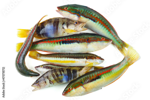Fotobehang Pile of Rainbow Wrasse and Painted Comber isolated on white background