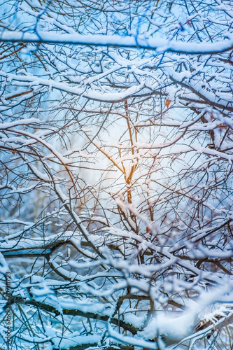 Winter scenery with snowy branches and sun. Frozen tree branches in winter forest