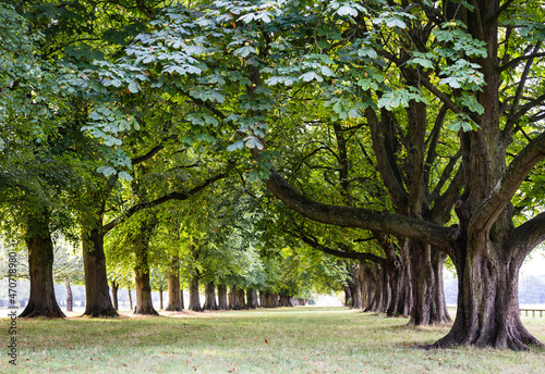 Fototapeta Naklejka Na Ścianę i Meble -  Trees in the park  coombe abbey 