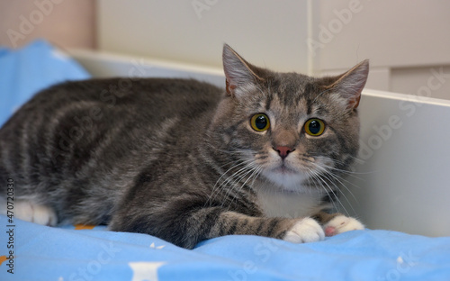 European shorthair cat with a frightened look