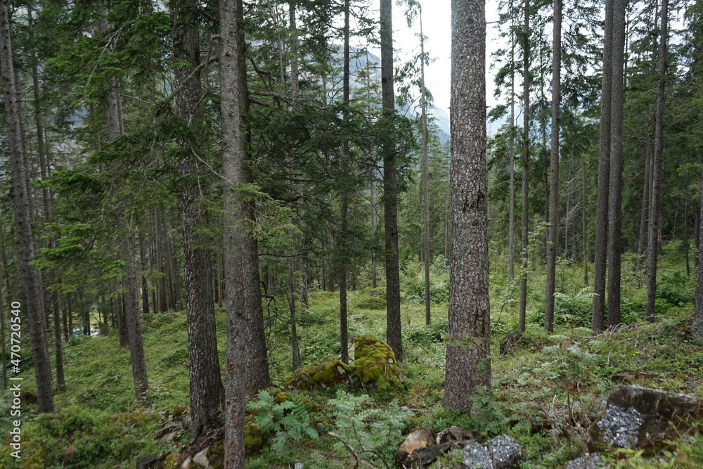 forest in the forest forest in the forest