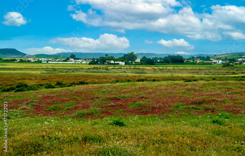 Meadows near the coast