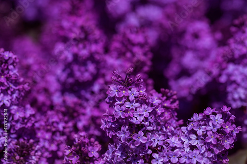 Lilac flower pink spring background.