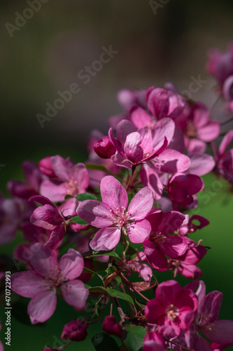 Spring flowering tree. photo