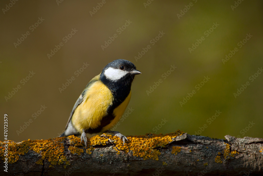The great tit (Parus major) is a passerine bird in the tit family Paridae.
The great tit (Parus major) is a passerine bird in the tit family Paridae.