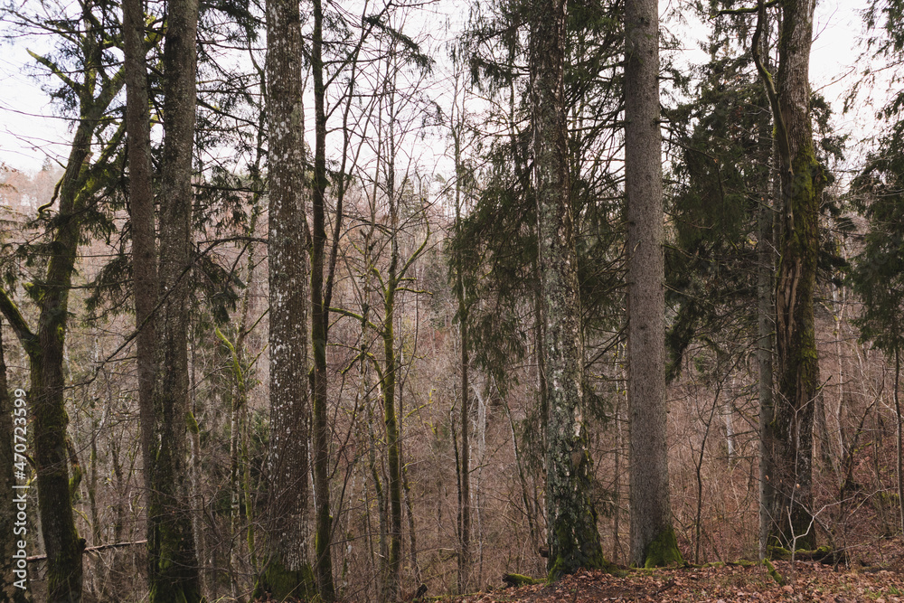 View of pristine forest in early winter View of pristine forest in early winter