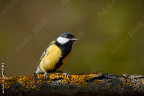 The great tit (Parus major) is a passerine bird in the tit family Paridae. 