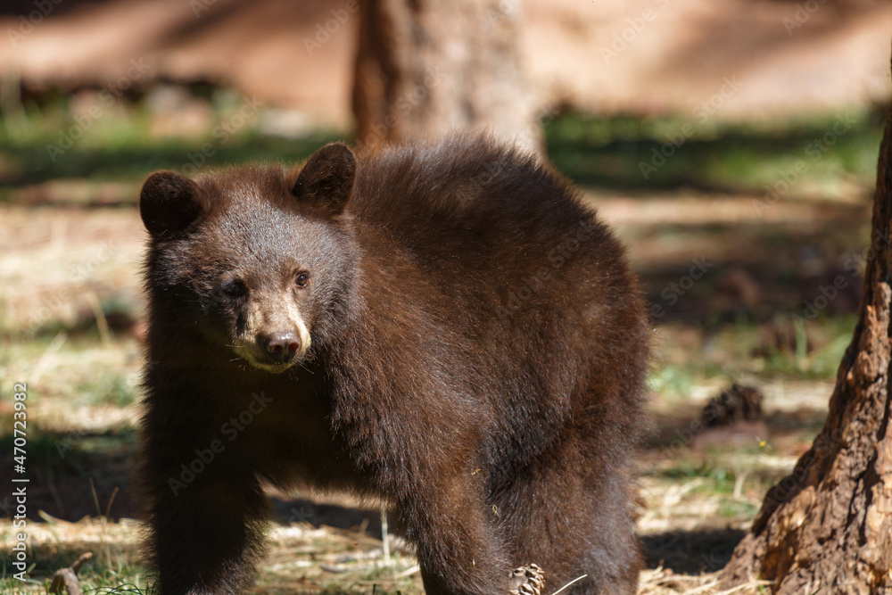 Fototapeta premium brown bear in the Arizona woods 