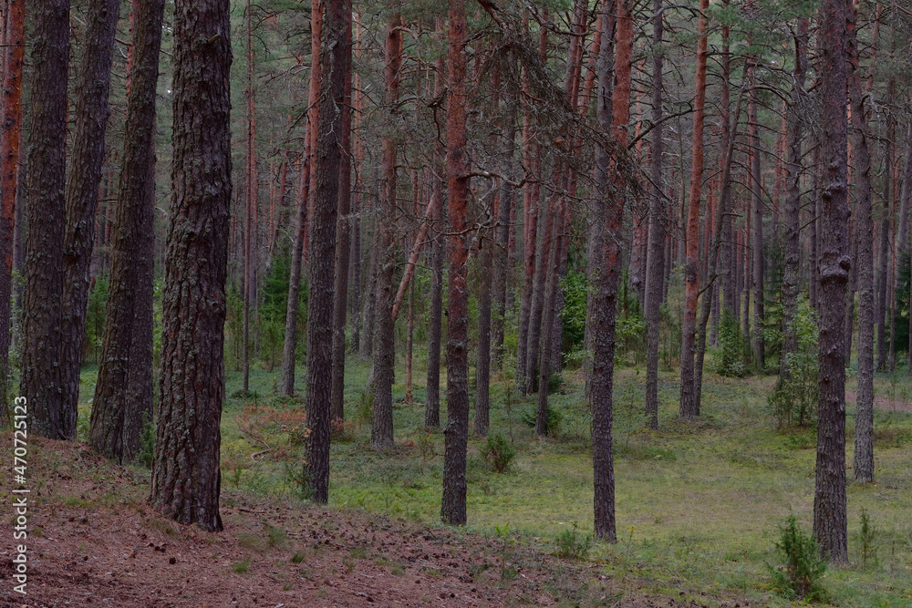 Obraz premium In a beautiful pine forest among tall slender pines on a summer evening before sunset.