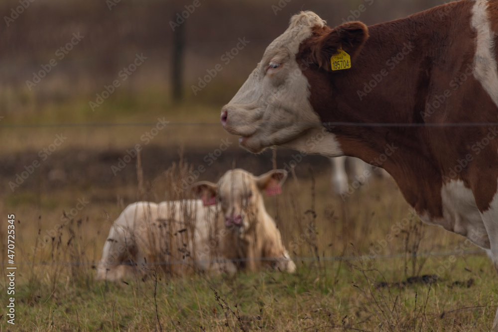 Bulls and cows on pasture land with fence in autumn evening Bulls and cows on pasture land with fence in autumn evening