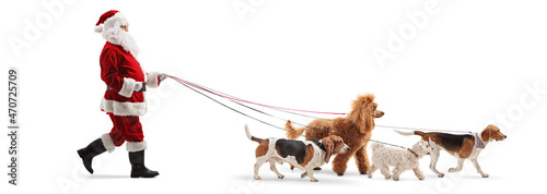 Photography Full length profile shot of santa claus dog walker with many dogs on a lead