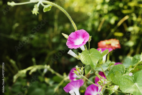 bindweed blooms in the garden in soft sunlight photo